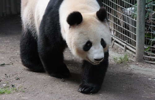 a giant panda